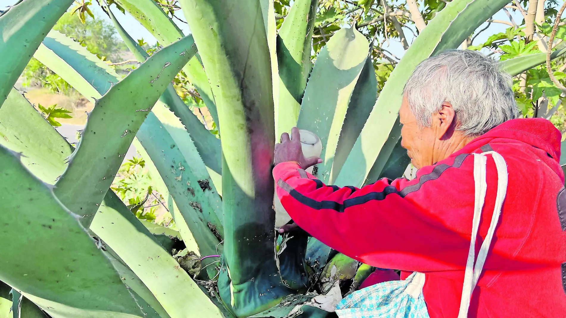 Llamada hgo MAGUEY 1_CMYK